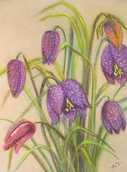 Ramo de fritillaria, 2015